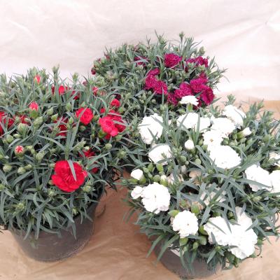 Dianthus Carnelia