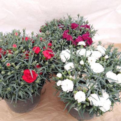 Dianthus 'Carnelia' in kleuren