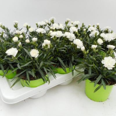 Dianthus caryophyllus 'Sunflor White'