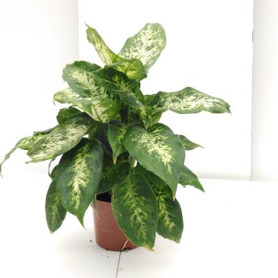 Dieffenbachia 'Compacta'