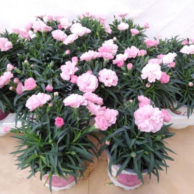 Dianthus hybr. 'I Love You' 