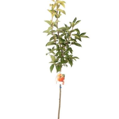 Diospyros kaki 'Mela'  - Halfstam / DT