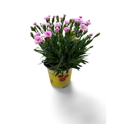 Dianthus 'Lucky Lips Lavendel'