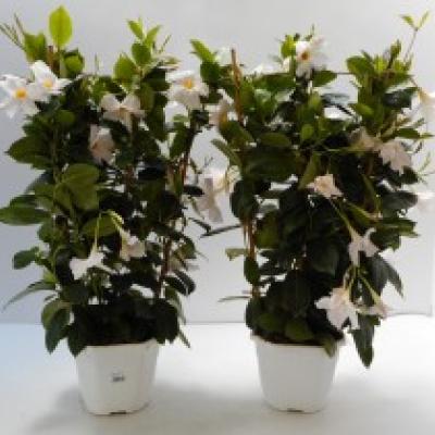 Dipladenia Rek Mix