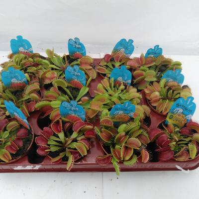 Dionaea muscipula + etiket