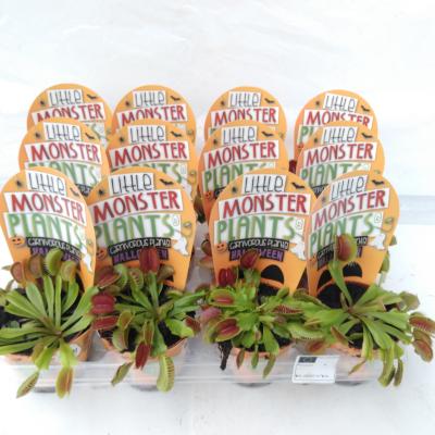 Vleesetende planten Halloween Little Monster Plants