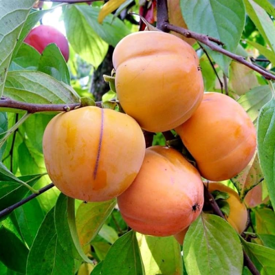 DIOSPYROS KAKI 1/4 STAM C5L VANIGLIA