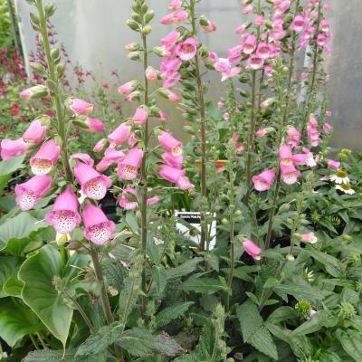 Digitalis 'Pink Panther'