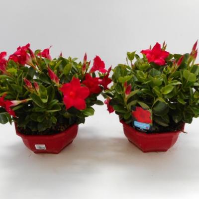 Dipladenia sundaville in coupe / schaal