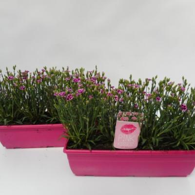 Dianthus hybr. 'Pink Kisses' jardinière