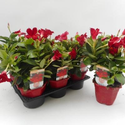 Dipladenia Sundaville aan rek  P14