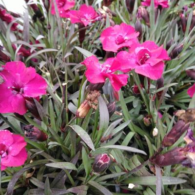 Dianthus 'Scully'