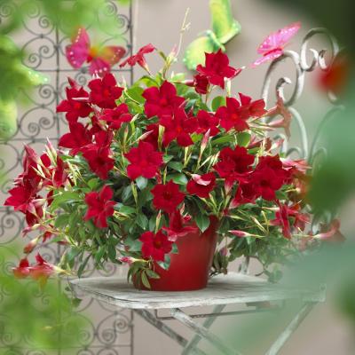 DIPLADENIA P10,5 EXTRA