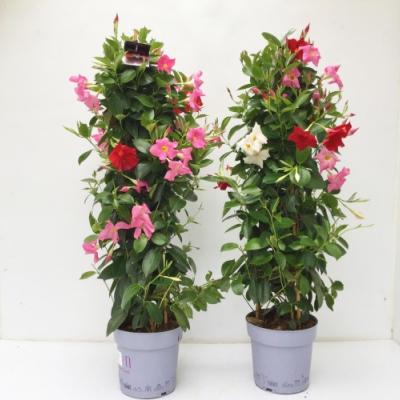 Dipladenia sundaville in kleuren aan klimrek
