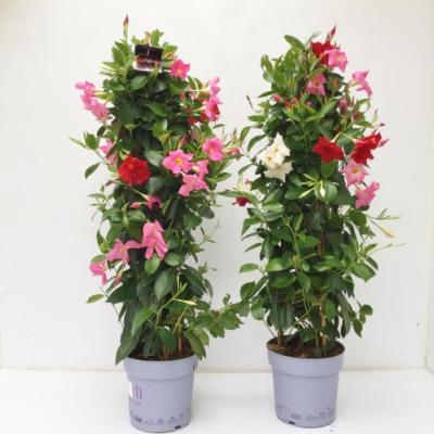 Dipladenia sundaville P 17 cm in kleuren