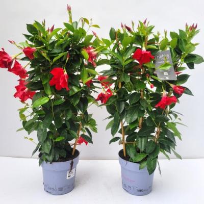 Dipladenia sundaville Tropical Coast - REK