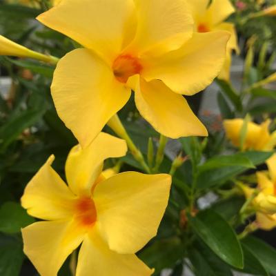 Dipladenia sundaville 'Gold' ®