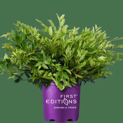 Distylium 'Vintage Jade'  -  First Editions ®