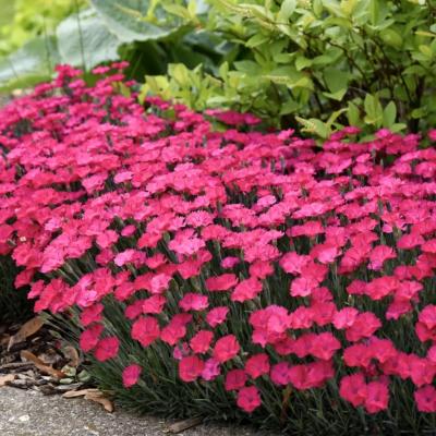 Dianthus 'Whaikiki Rose'