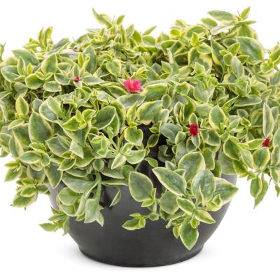 Dorotheanthus bellidiformis 'Mezoo Trailing Red'