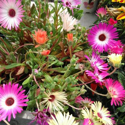 Dorotheanthus bellidiformis 6-pack