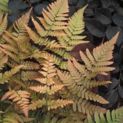 Dryopteris erythrosora 'Autumn'