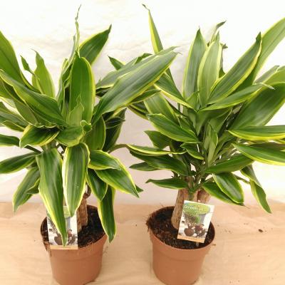 Dracaena frag. 'Golden Coast' Carroussel