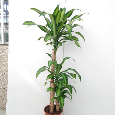 Dracaena frag. 'Massangeana' 90-45-20 2+ kop