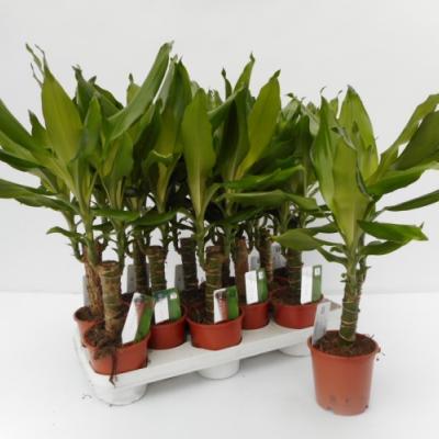 Dracaena fragrans groen - vert