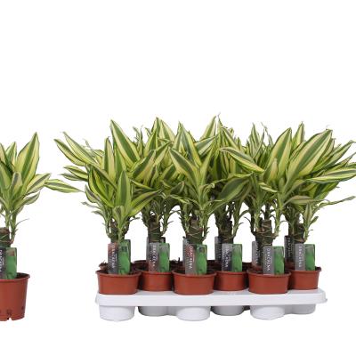 Dracaena frag. 'Yellow Coast'
