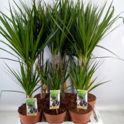 Dracaena marg. 30-15