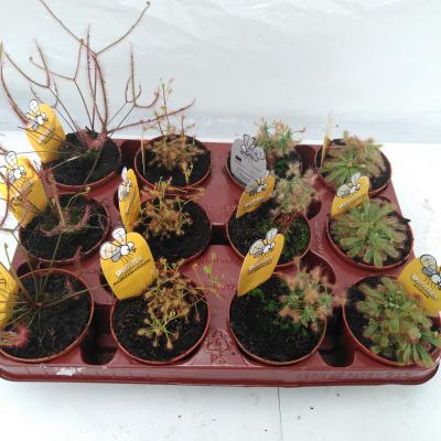 Drosera mixtray