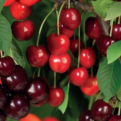 Prunus avium 'DUOKERS'