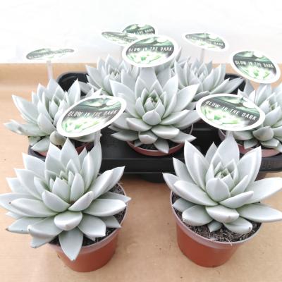 Echeveria 'Miranda' 'Glow in the Dark'