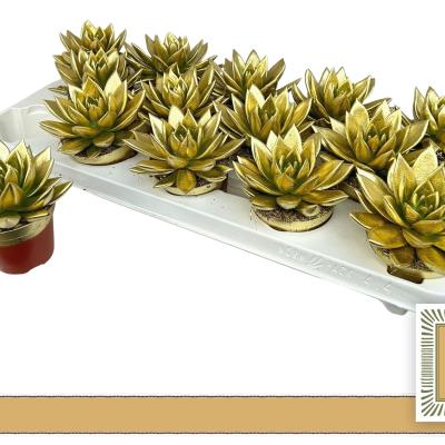Echeveria 'Miranda' Gold