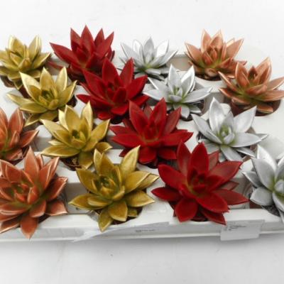 Echeveria 'Miranda' in kerstkleuren