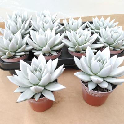 Echeveria 'Miranda' 'Rainbow White'