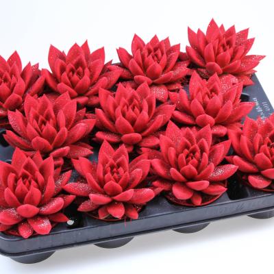 Echeveria 'Miranda' Velvet rood glitter