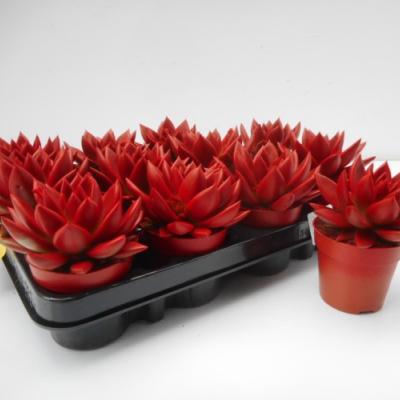 Echeveria 'Miranda' geverfd bordeau