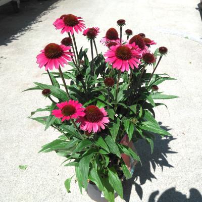 Echinacea 'Moodz Sensation Pink'