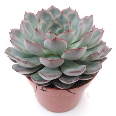 Echeveria  mystery
