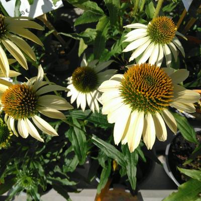 Echinacea purpurea Cheyenne spirit