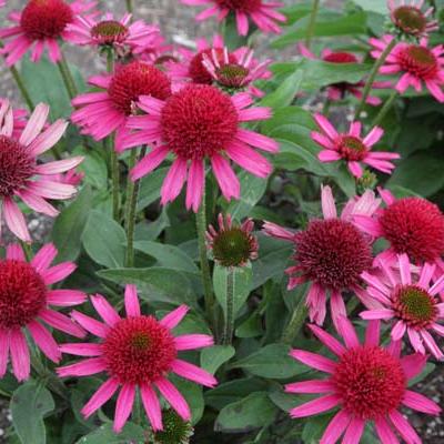 Echinacea purpurea Delicious Candy