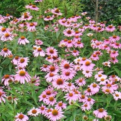 Echinacea p. 'Magnus'