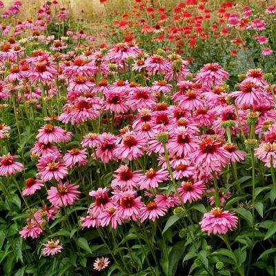 Echinacea purpurea 'Pink'