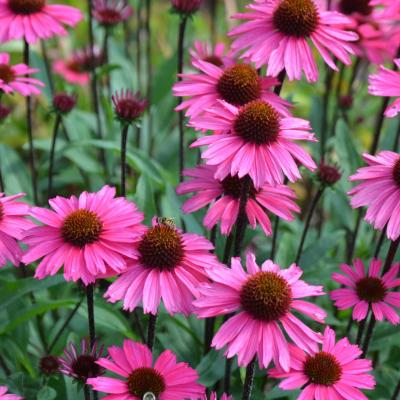 Echinacea purpurea Sensation Pink