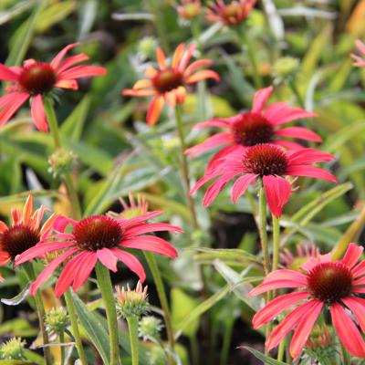 Echinacea purpurea SunSeekers Coral