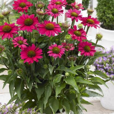 Echinacea purpurea SunSeekers Magenta