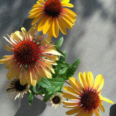 Echinacea purpurea SunSeekers Mellow