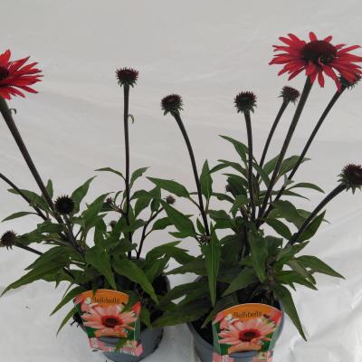 Echinacea purpurea SunSeekers Orange